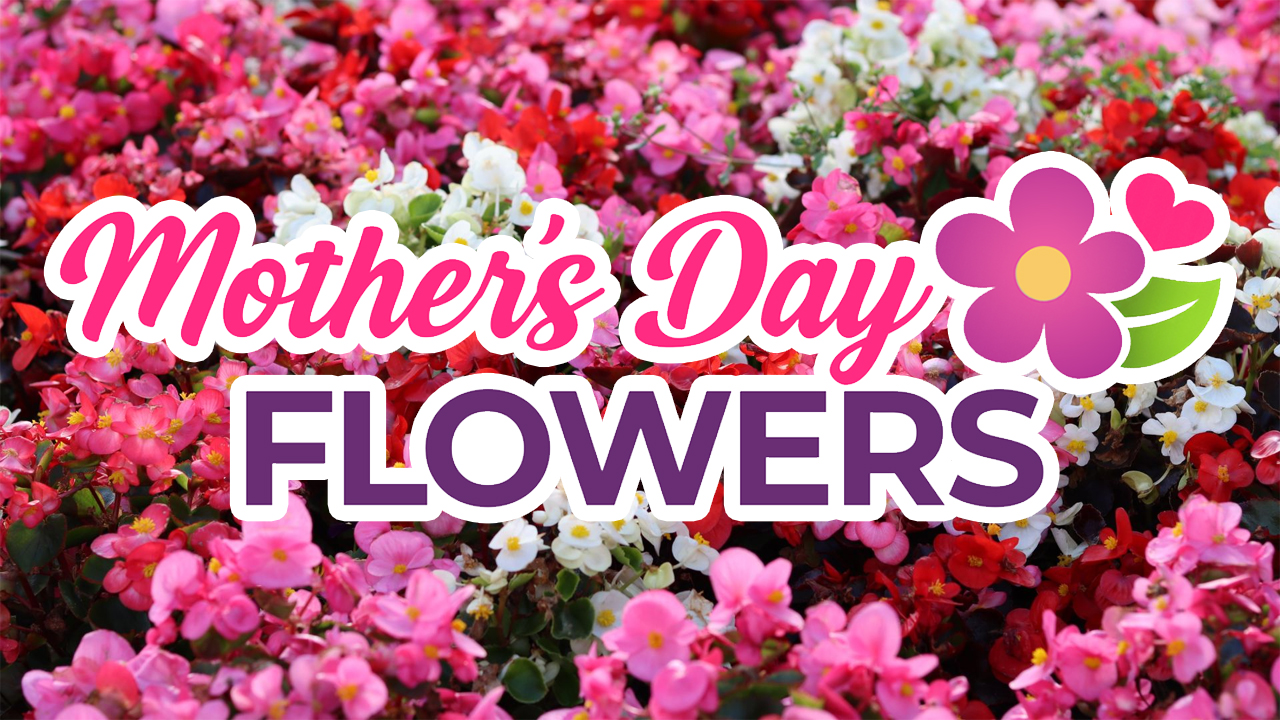 Mother’s Day Flowers